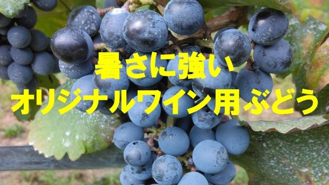 おおさか気候変動適応センター啓発動画「暑さに強いオリジナルワイン用ぶどう」公開!