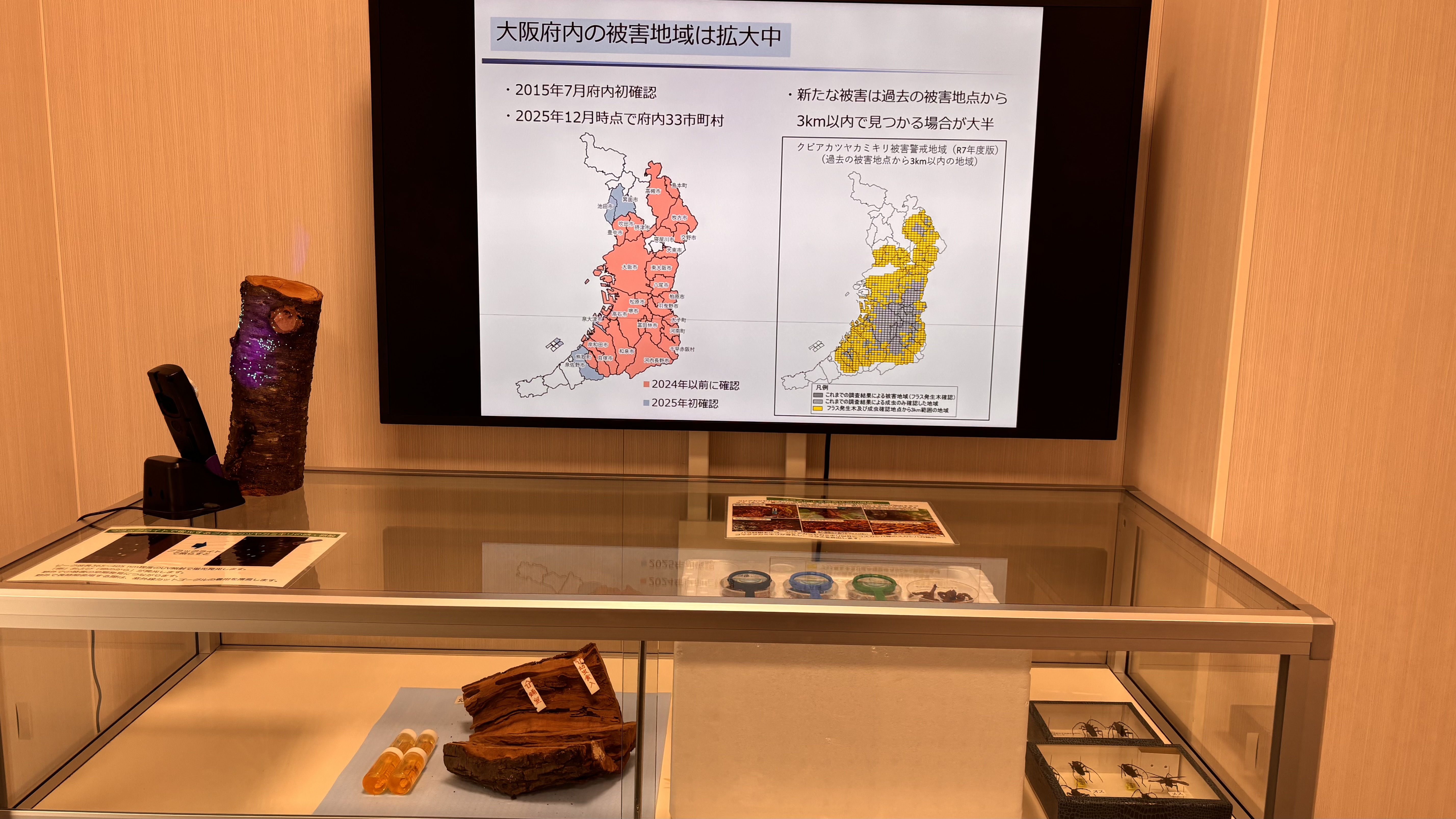 クビアカツヤカミキリの展示
