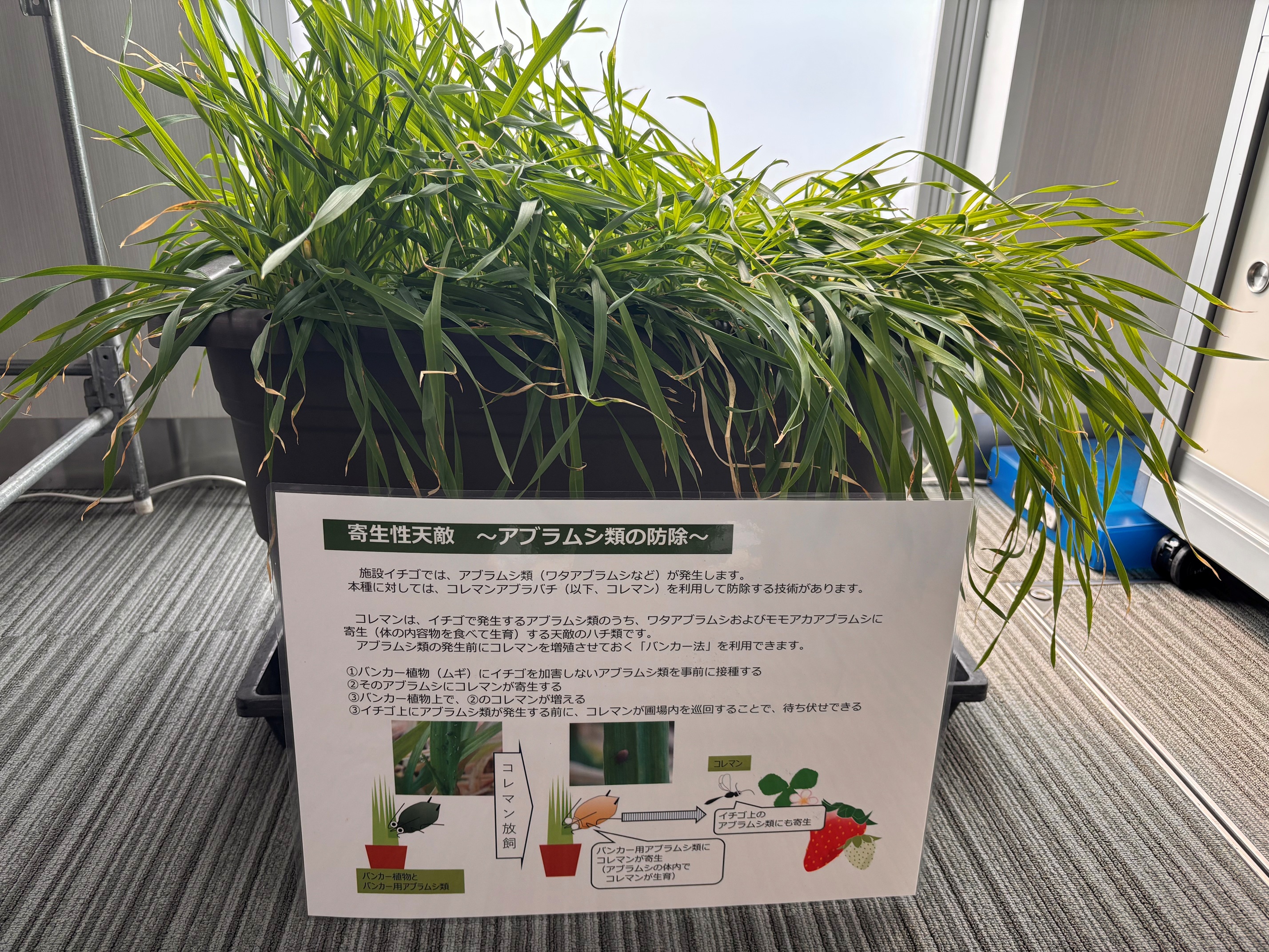 寄生性天敵