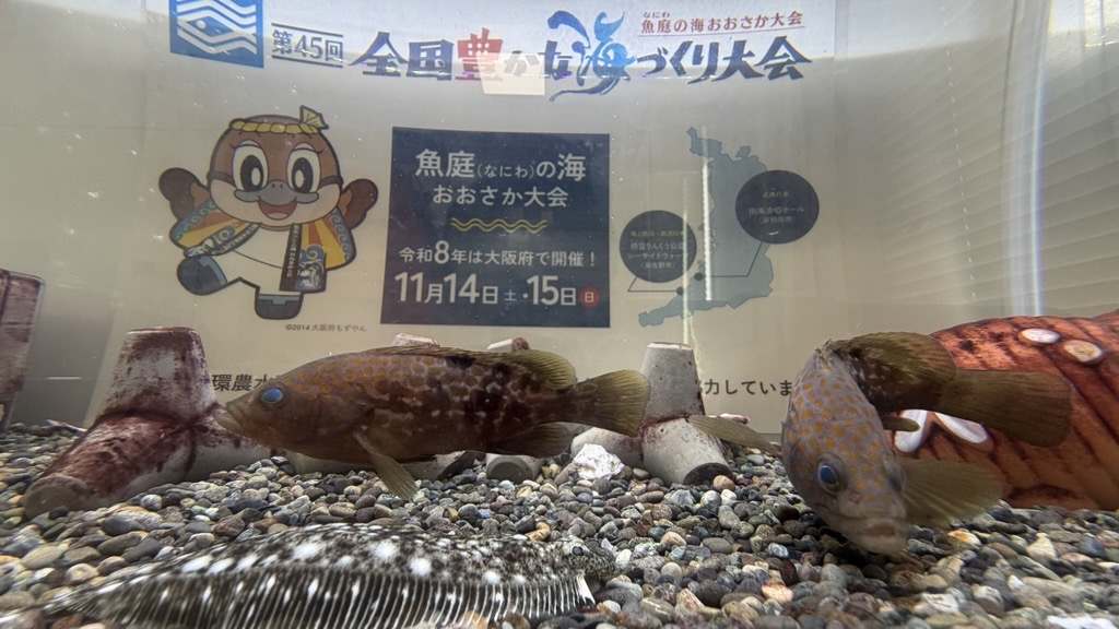 水槽展示(海水魚) 水槽展示(海水魚)