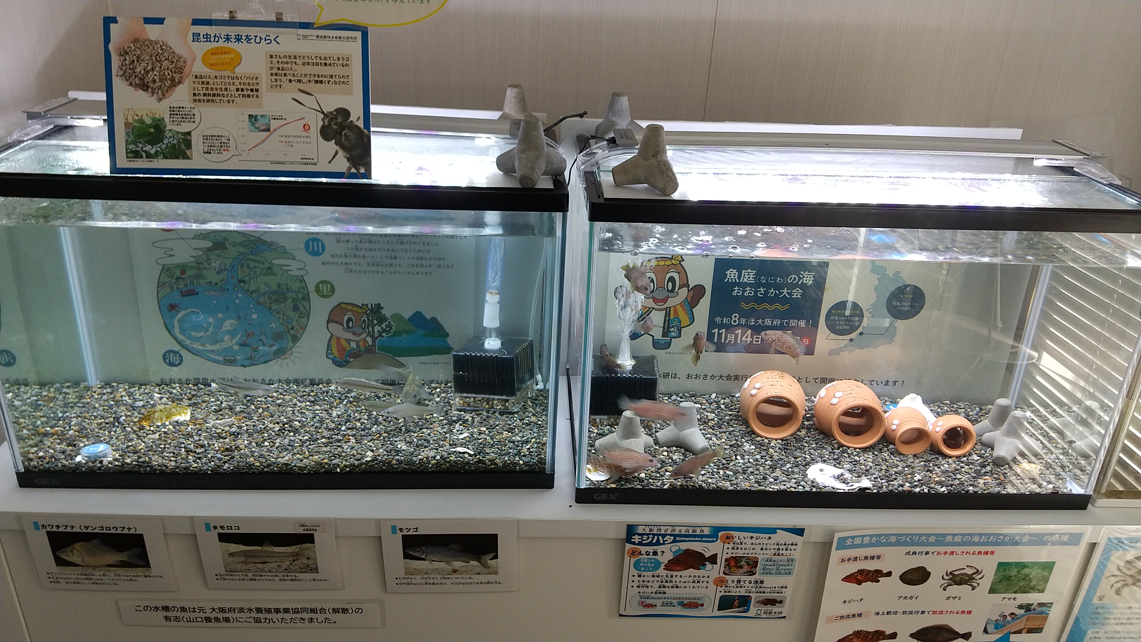 水槽展示１