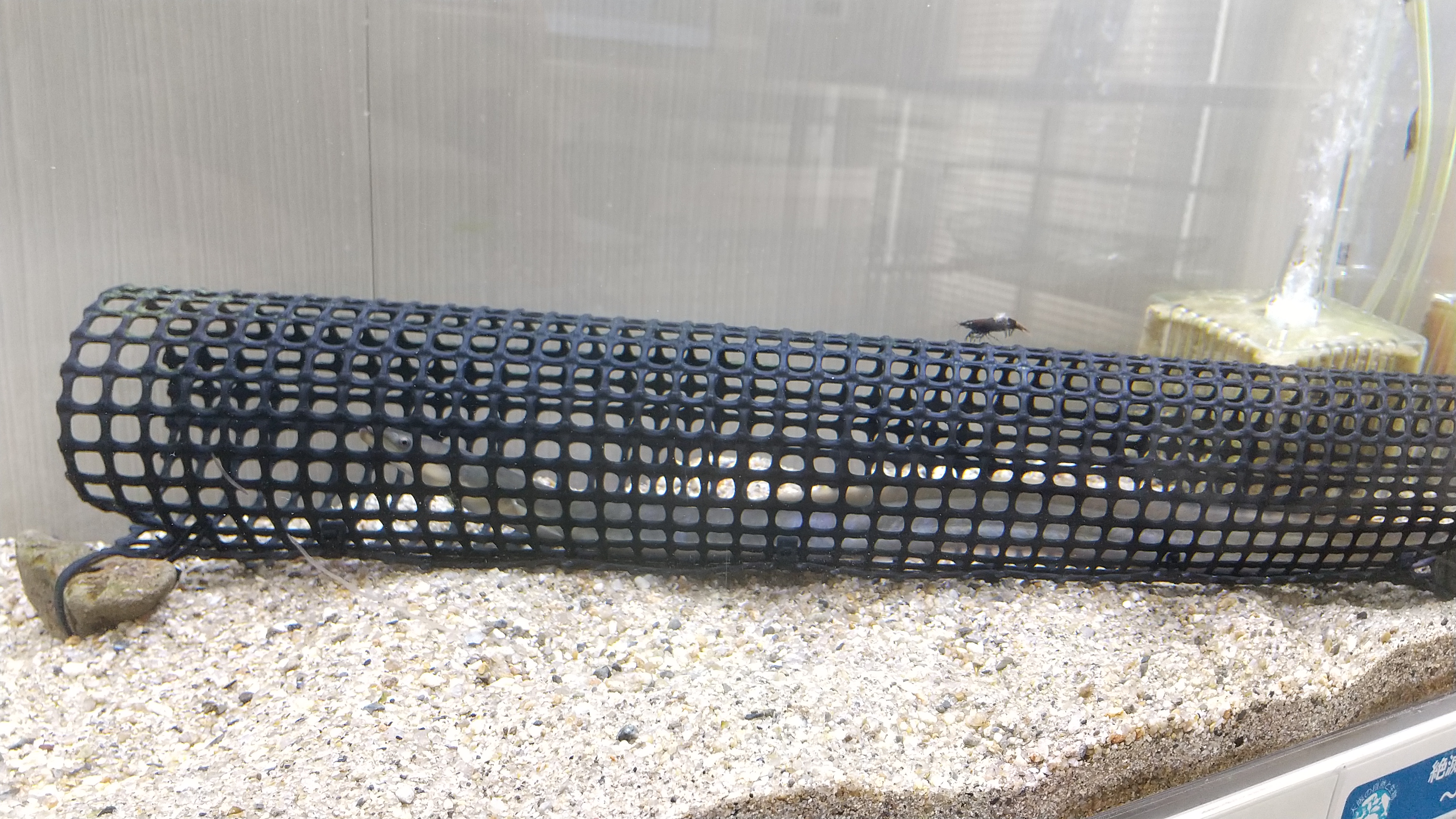水槽展示３
