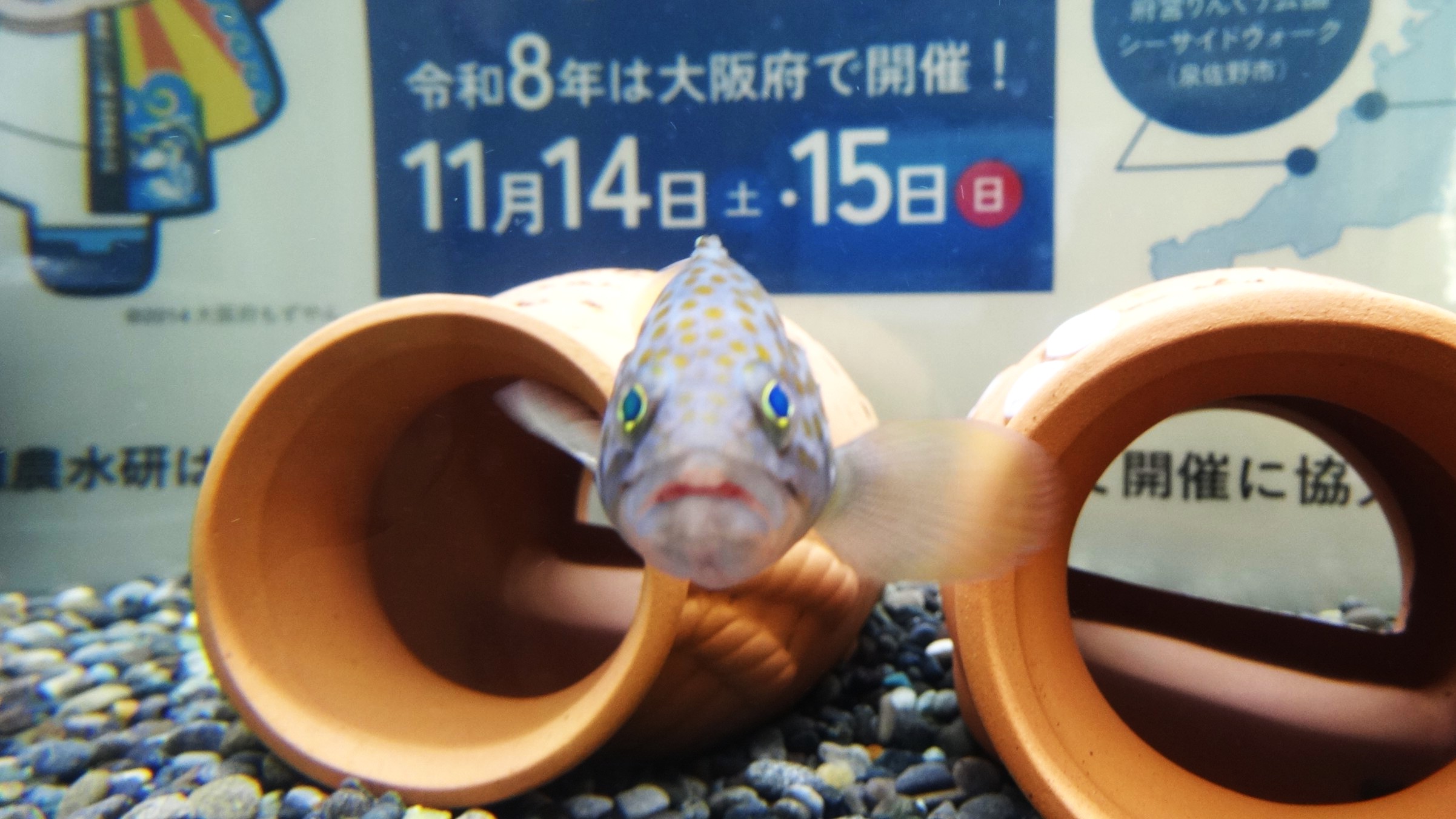 全国海づくり大会