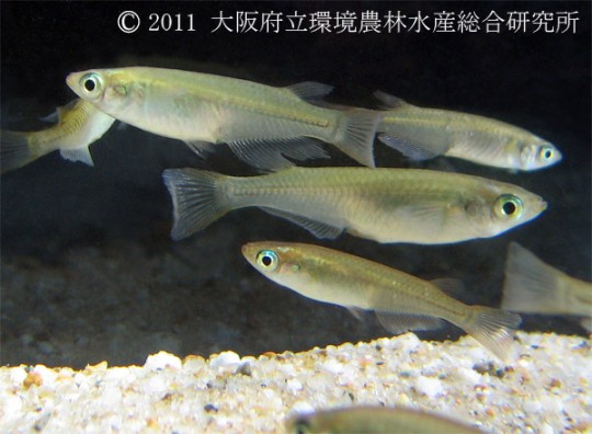 メダカ (ミナミメダカ)